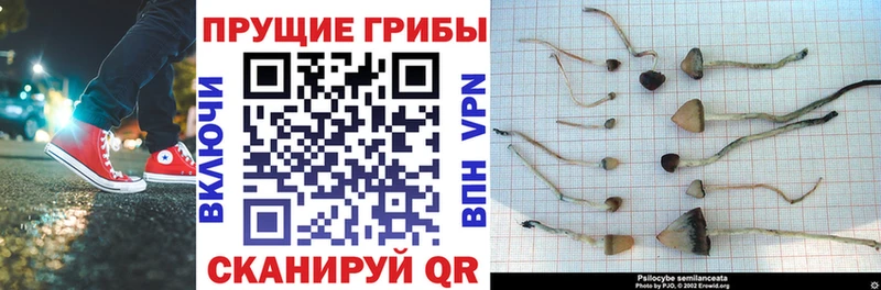 Псилоцибиновые грибы мицелий  Купить где  Карабаново 